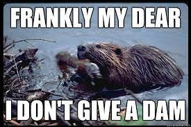 Image Result For Images Of Beaver Memes Animal Spirit Guides Beaver Work With Animals