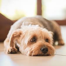 Check spelling or type a new query. 1 Yorkiepoo Puppies For Sale In Texas Uptown