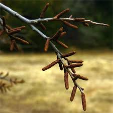 Image result for Spirostachys africana