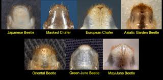 Managing White Grubs In Turfgrass