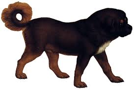 Image result for dog image no background