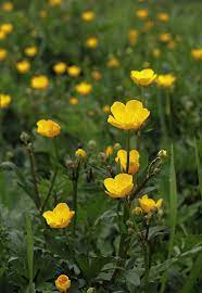 Yellow Planting Flowers Birth Flowers Spring Flowers