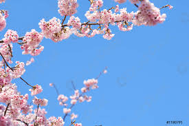 Il significato dei fiori di ciliegio per i giapponesi svela una storia incredibile e antichissima, di l' hanami è l'usanza giapponese di godere della bellezza della fioritura primaverile degli alberi, in. Fiori Di Ciliegio Rosa Fiori Di Ciliegio Ciliegio Fiorito Giapponese Foto D Archivio Crushpixel