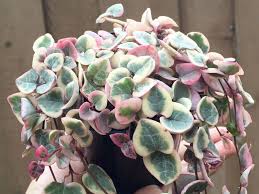 Image result for Ceropegia meyeri