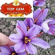 Pin On Saffron Farm