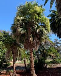 Image result for Sebaea brachyphylla