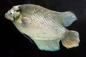 ∙ promo pengguna baru ∙ kurir instan ∙ bebas ongkir ∙ cicilan 0%. Ini Jenis Ikan Gurame Yang Paling Laris Dan Diminati Pasar Alam Ikan