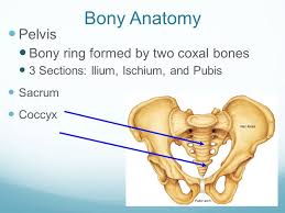 There are two hip bones, one on the left side of the body and the other on the right. The Anatomy Of The Hip And Pelvis Ppt Download