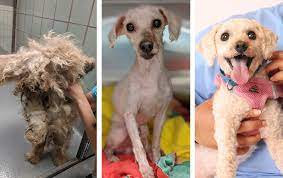 Due to decreased staffing and this modified procedure, our current process is taking longer. Lionheart S Lifesaving Glow Up Richmond Spca