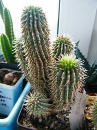 In general, indoor succulents don't need much fertilizer but you could add some weak fertilizer during the growing season in the soil so they can grow better. Stem Succulent Wikipedia