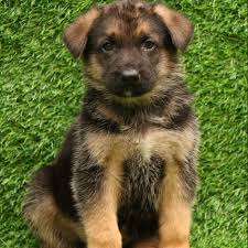Welcome to temar german shepherds. German Shepherd For Sale Puppies In Delhi Ncr At Best Price Dav Pet Lovers