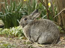 Den Garten Tierfreundlich Gestalten Freshouse