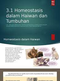 Homeostasis merupakan satu mekanisme pengawalatur dalam badan organisma untuk memastikan kelangsungan hidup. Sains T1 Bab 3 1