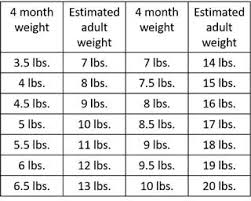 Shih Tzu Growth Chart Goldenacresdogs Com