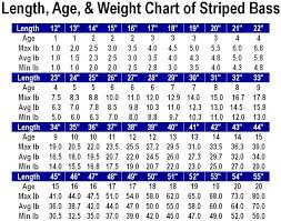 length age weight chart striped bass main forum