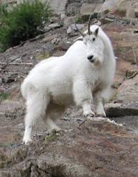 Image result for yellow-eyed mountain goat