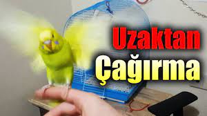 muhabbet kusu uzaktan cagirma egitimi kus uzaktan cagirma egitimi muhabbet kusu ele cagirma egitimi youtube