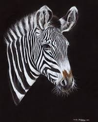 Black And White With One Color Drawing Here Is The Completed Zebra Colour Pencil Drawing On Black Paper Hope You Like It Please Dm Me If Intereste Black Paper Drawing Color Pencil Drawing Zebra