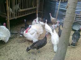 Ayam kalkun yang biasanya di jadikan sebagai ternak kalkun pedaging adalah jenis dari ayam dimana pada usia menginjak 8 bulan ayam kalkun betina sudah bisa di kawini dan bertelur pada. Kalkun Jual Kalkun