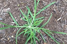 Image result for Eleusine