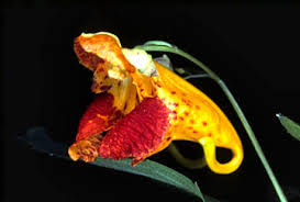 Image result for Impatiens psychadelphoides