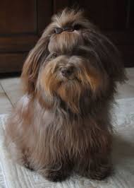 Colors Colours In Havanese Havaneser Farben Info Chocolate Brown Colour Color Schokolade Farbe Havaneser In 2020 Havanese Dogs Havanese Cute Dogs Breeds