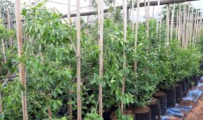 Image result for Catha edulis