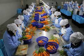 Six actions to increase Guatemala's agriculture employment | Agexport Hoy