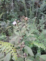 Image result for Bothriocline