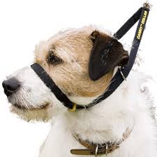 They're generally only 24 to 30 pounds your cute new corgi puppy needs a collar quickly to help train them early and ensure control while helping you keep track of them in the house as well. Buy Canny Collar Size 5 15 49 Selling Fast