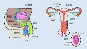 · related posts of anatomy of lower abdomen male endocrine glands diagram picture. Male And Female Reproductive Systems Harder To Label For Some Than Others