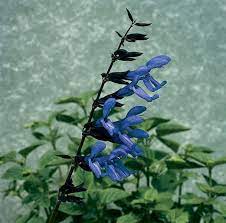 Pin On Fall Blooming Plants