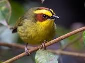 Golden-browed Warbler - eBird