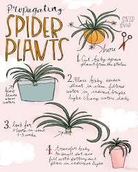 Ginger (zingiber officinale) and umbrella papyrus (cyperus alternifolius) can both be propagated this way, as well as the popular zz plant (zamioculcas zamiifolia). Propagating Spider Plants Katie Vaz