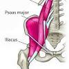 Because of its intricate part in pelvic function and hip movements, when the piriformis loses tone almost the iliopsoas muscle location and trigger points. Https Encrypted Tbn0 Gstatic Com Images Q Tbn And9gctibggusylhagh5lgspxfogc3yxt P64dlm2rsqmlb Vlbaftsm Usqp Cau