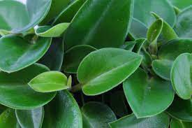 You are now officially invited to my peperomia party. Peperomia Pixie Wonderwing Eden Collection Smit Kwekerijen