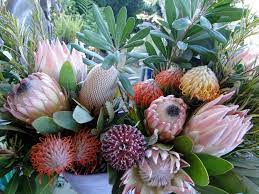 How To Plant Protea Golden Hawk Protea