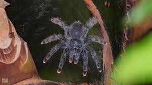 35 871 355 tykkäystä · 101 856 puhuu tästä. Rotfussvogelspinne Avicularia Metallica Foto Bild Tiere Wildlife Spinnen Bilder Auf Fotocommunity