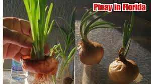 What to do with sprouting onion? How To Plant Onion Sprouted Onion Youtube