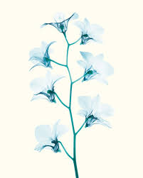 22 Astonishing Photographs Made With An X Ray X Ray Xray Art Flowers Photography