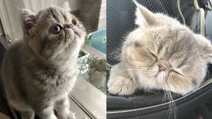 Our exotic shorthair kittens for sale cattery is located in usa. Cute Exotic Shorthair Grey Cat Youtube