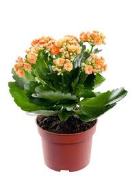 Flaming Katy Kalanchoe Blossfeldiana Guide Learn About Types Care Watering Propagation And More Good Succulents In 2020