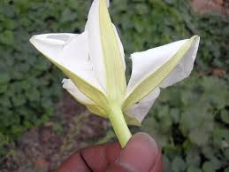 Image result for Ipomoea tenuipes