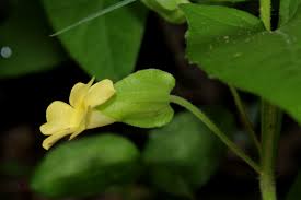 Image result for Thunbergia reticulata
