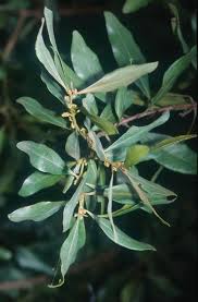 Image result for Euclea