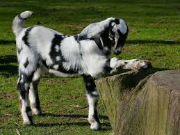 Black And White Goat Wallpaper Goat Hd Wallpapers Goats Cute Goats Majestic Animals