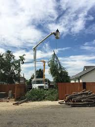 Amazing tree services is a fully insured company specializing in tree removal service in nj. Climbing Sammy S Tree Service Boise Meridian Caldwell Tree Service Tree Care Specialists Tree Removal