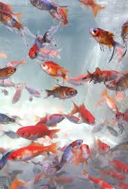 Iphone And Android Wallpapers Aquarium Fish Wallpaper For Iphone And Android Fish Wallpaper Android Wallpaper Aesthetic Iphone Wallpaper