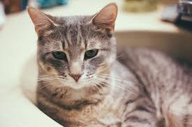I hadn't bathed her in a while and after i did i realized how much it improved her coat. Do Cats Need Baths Should You Bathe Them How Often In 2020 Cats Cat Bath Cat Love