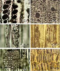 Image result for Distephanus divaricatus